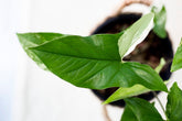Syngonium mint variegata